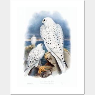 Greenland Falcon Posters and Art
